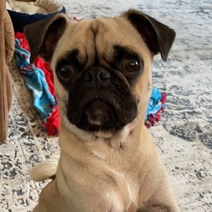 Meet your Posher, Anna